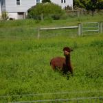 2017OTRA-1_385 (August 24, 2017)